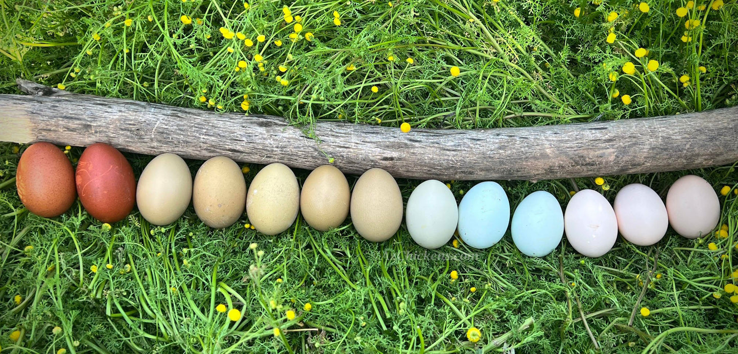 Rainbow Egg Assortment – Buy 10 + 5 Bonus Free (15 All-Female, Shipping Included) - Blessings Grow Meadows