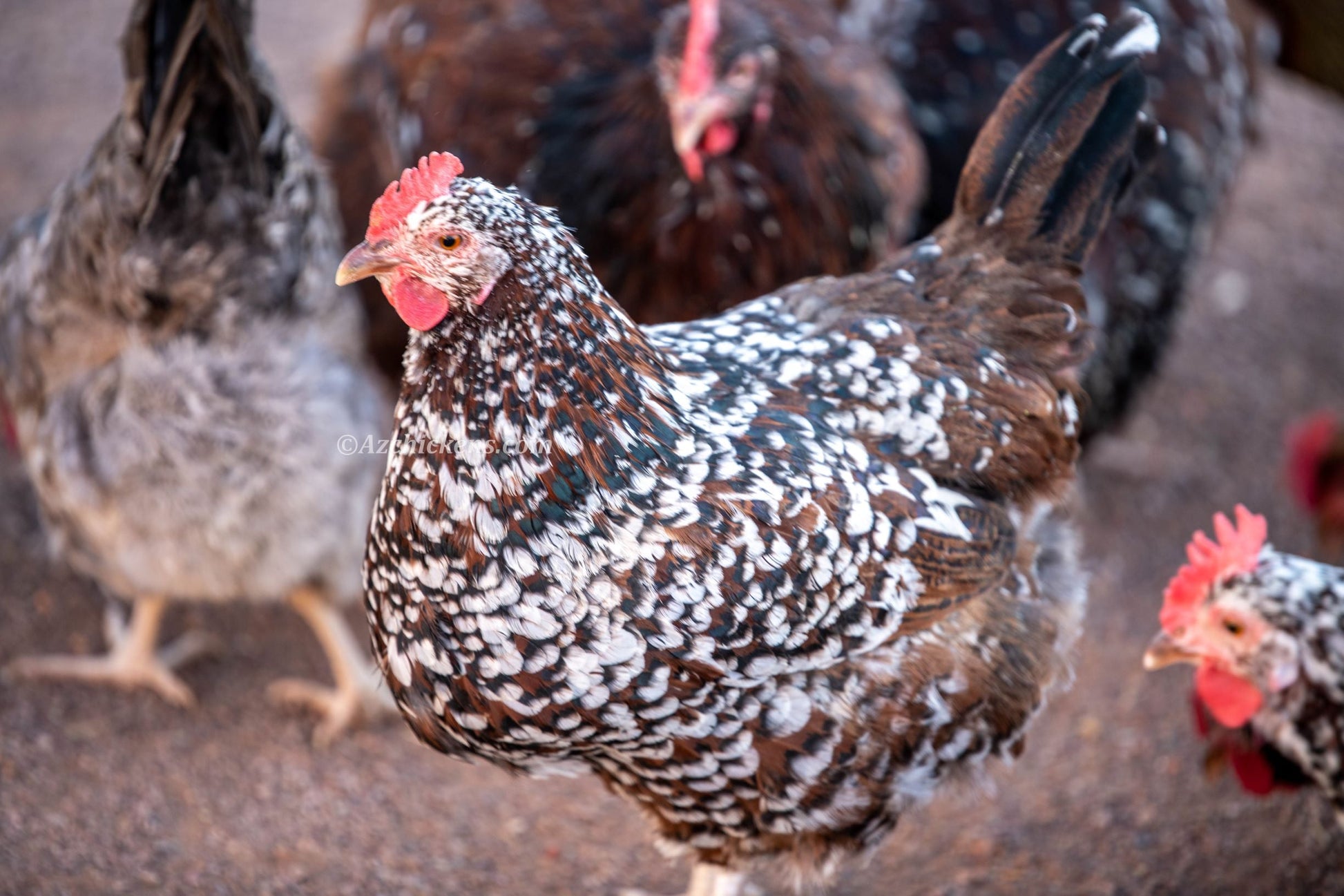 Rainbow Egg Assortment – Buy 10 + 5 Bonus Free (15 All-Female, Shipping Included) - Blessings Grow Meadows