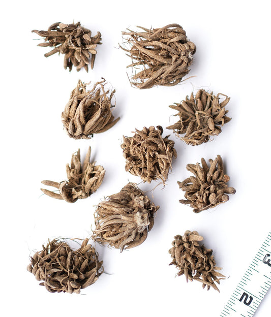 White Ranunculus bulbs from BloomingBulb, showing 10 bulbs ready for planting and vibrant white flower buds.