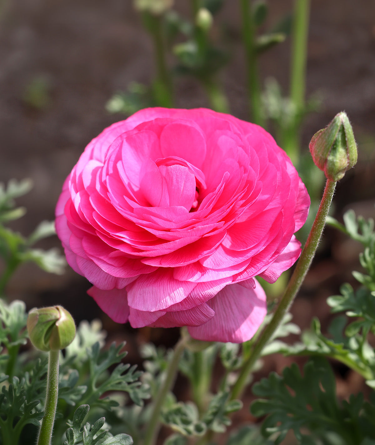 Pink Ranunculus - 10 bulbs