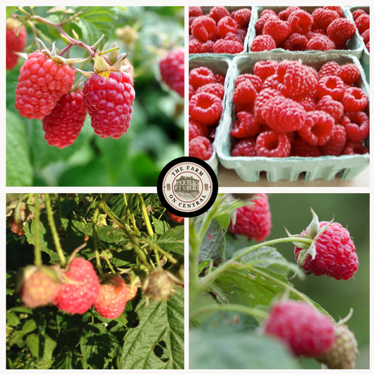 Fresh Heritage Raspberry from The Farm On Central, close-up of vibrant red raspberries ready for harvest.