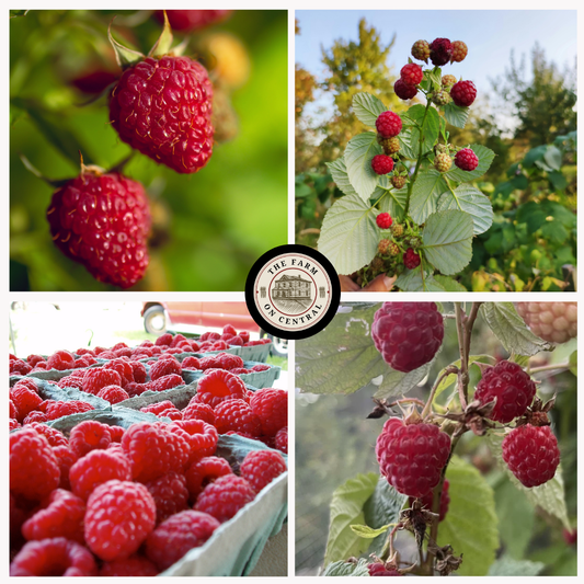 Fresh Caroline raspberry from The Farm On Central, vibrant red berries with green leaves on a white background.