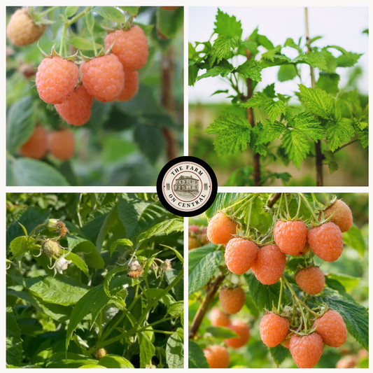 Close-up of a Double Gold Raspberry from The Farm On Central, showcasing its vibrant yellow color and plump, juicy appearance.
