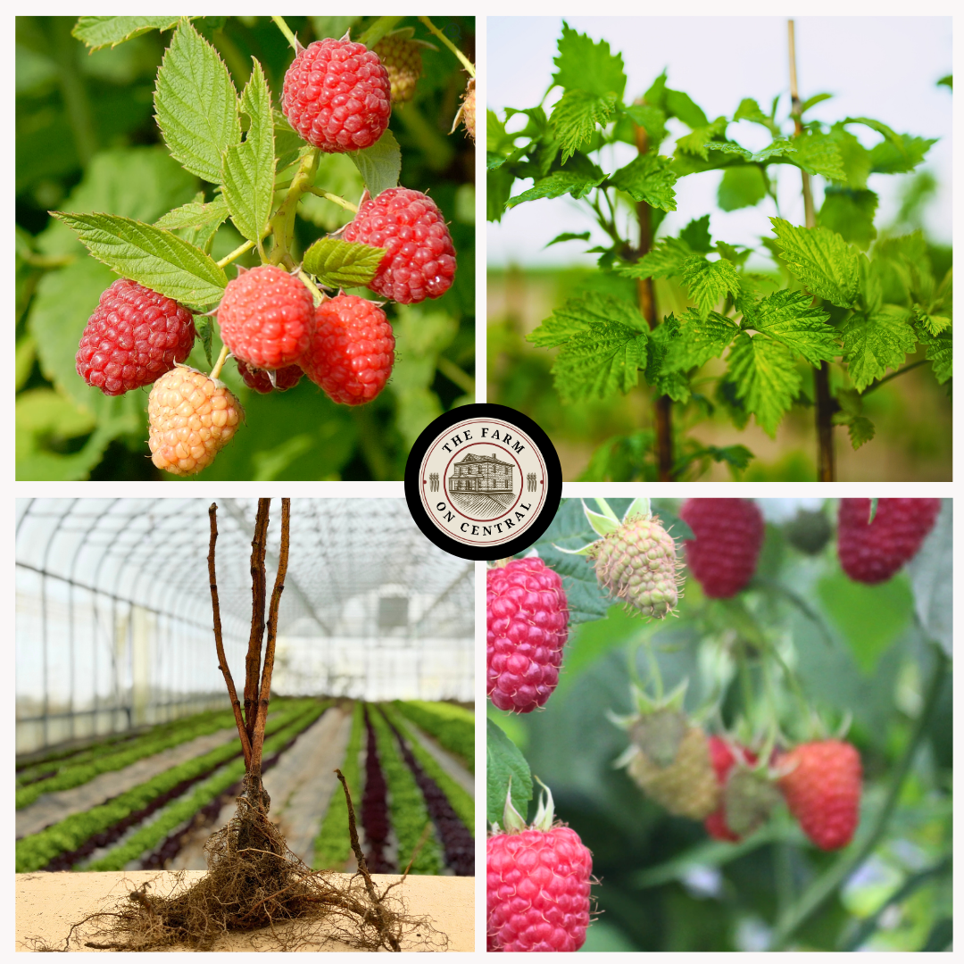 Healthy Prelude Raspberry Plant from The Farm On Central with lush green leaves and ripe reddish raspberries.