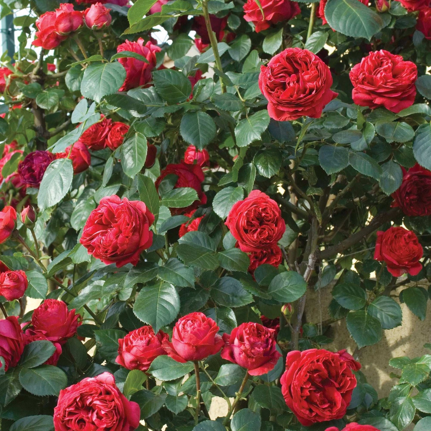 Red Eden climbing rose plant in a 1.5-gallon pot from Fresh Garden Living, featuring vibrant red blooms and lush green foliage.