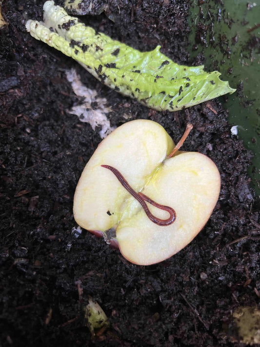 Red Wiggler composting worms from Meme's Worms, shown in a close-up image on a dark background, ideal for organic composting.
