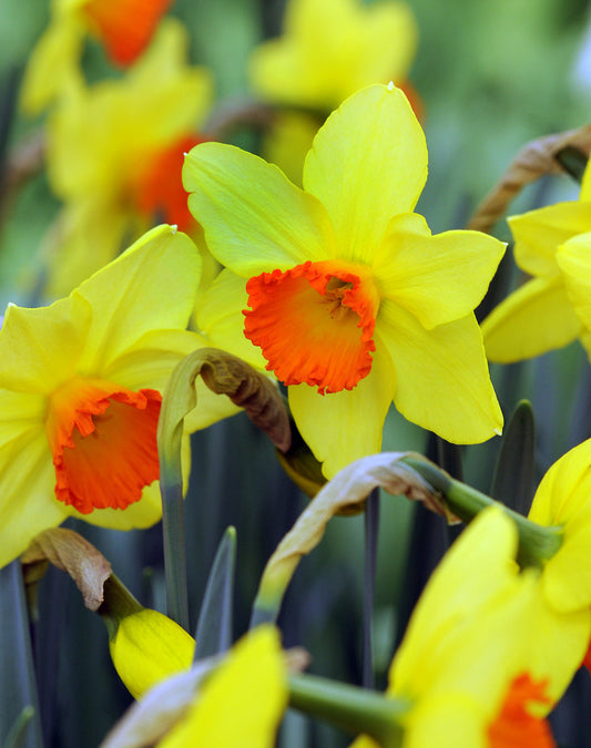 Red Devon Large Cupped Daffodil bulbs from BloomingBulb, showcasing vibrant red petals and sturdy green foliage.