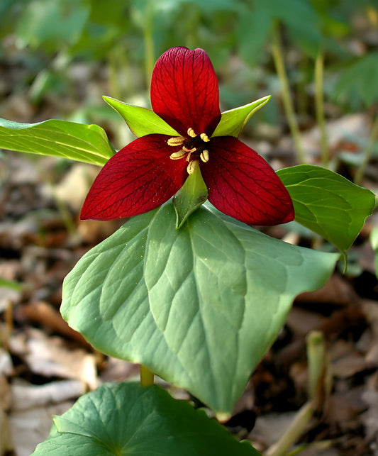 Red Trillium wildflower bulb divisions by BloomingBulb, showing vibrant red wood lily flowers and green foliage.