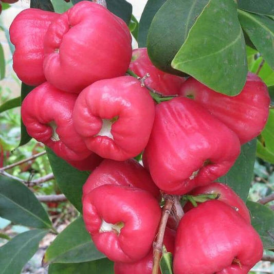 Red Wax Jambu Tree - Blessings Grow Meadows -