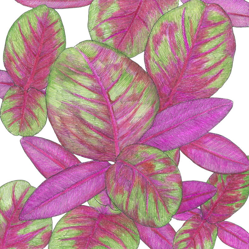 Red Amaranth Greens Seeds (Organic) - Blessings Grow Meadows