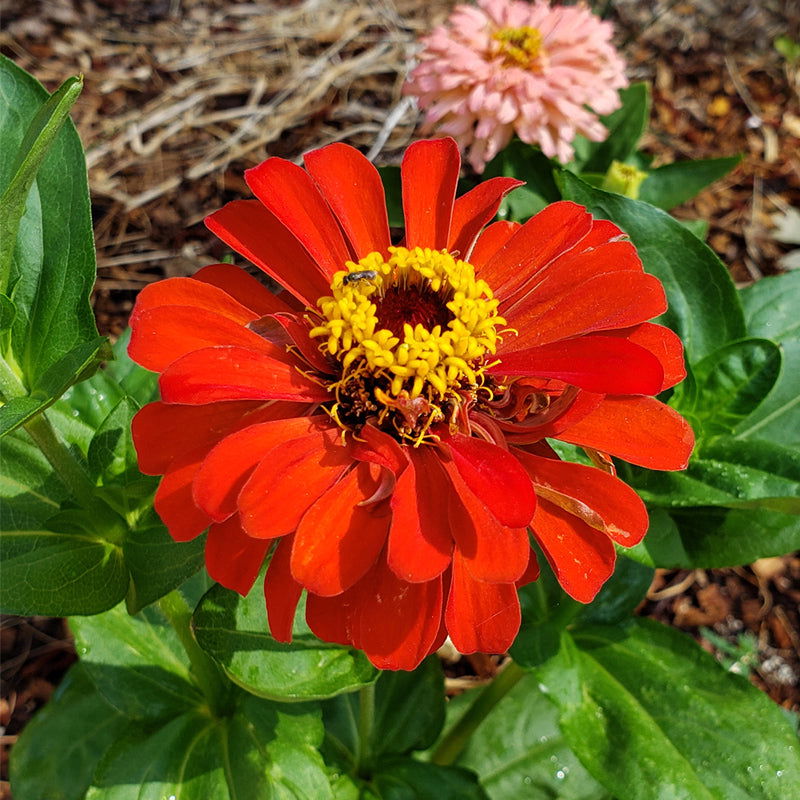 Red Beauty Zinnia Seeds (Organic) - Blessings Grow Meadows