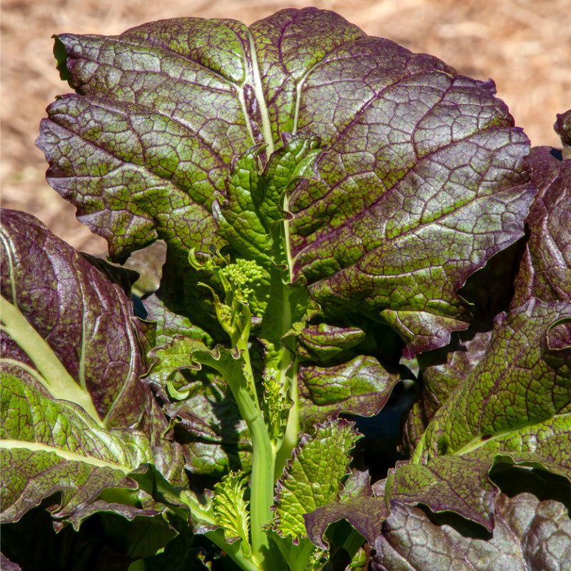 Red Giant Mustard Seeds (Organic) - Blessings Grow Meadows