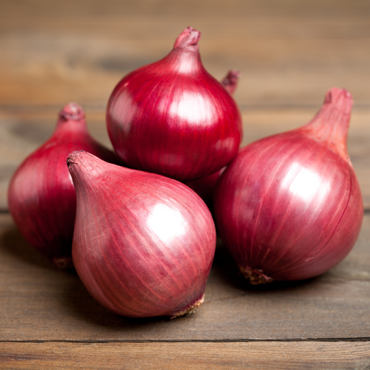 (Short - Intermediate Day) Red Rock Onion Plants