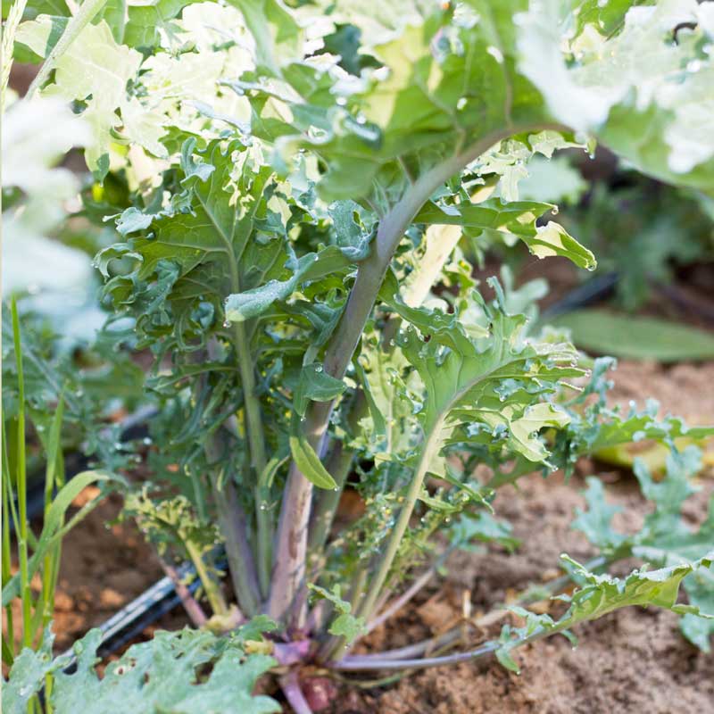 Red Russian Kale Seeds (Organic) - Blessings Grow Meadows