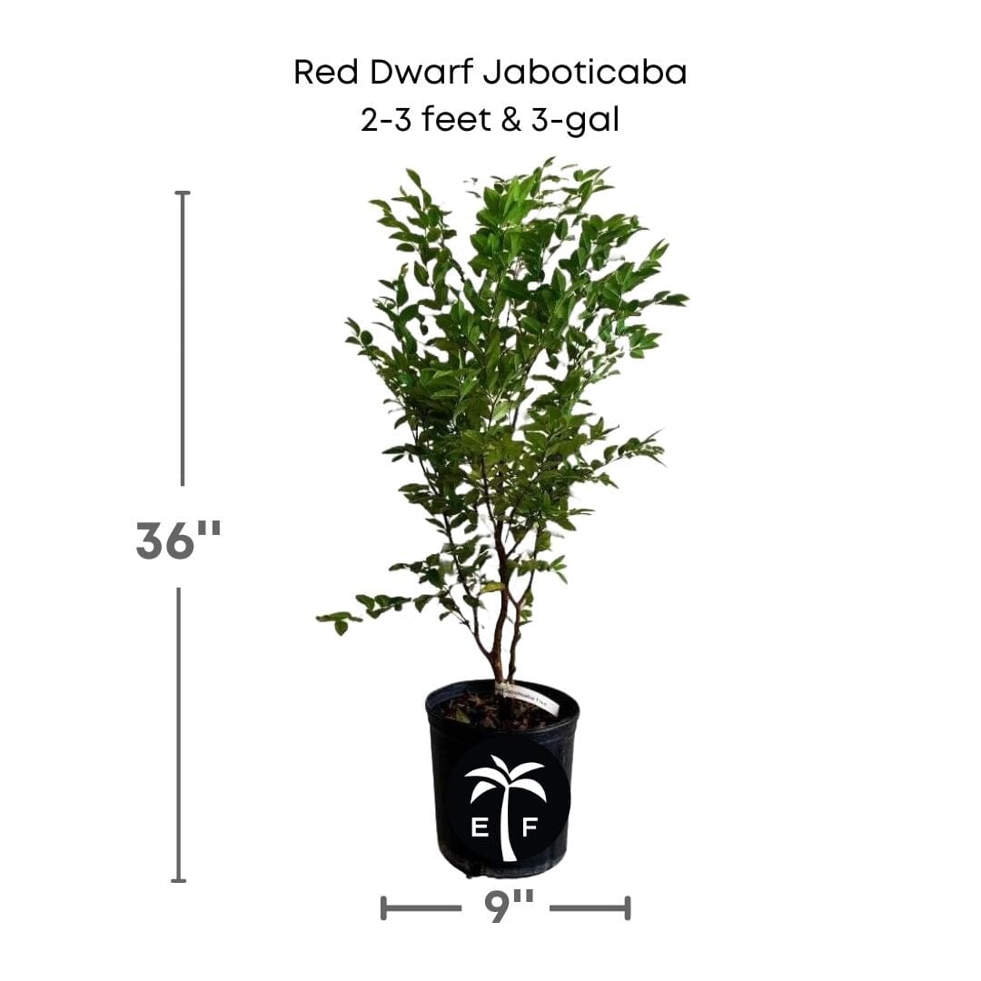 Red Dwarf Jaboticaba Tree, Hybrid - Blessings Grow Meadows