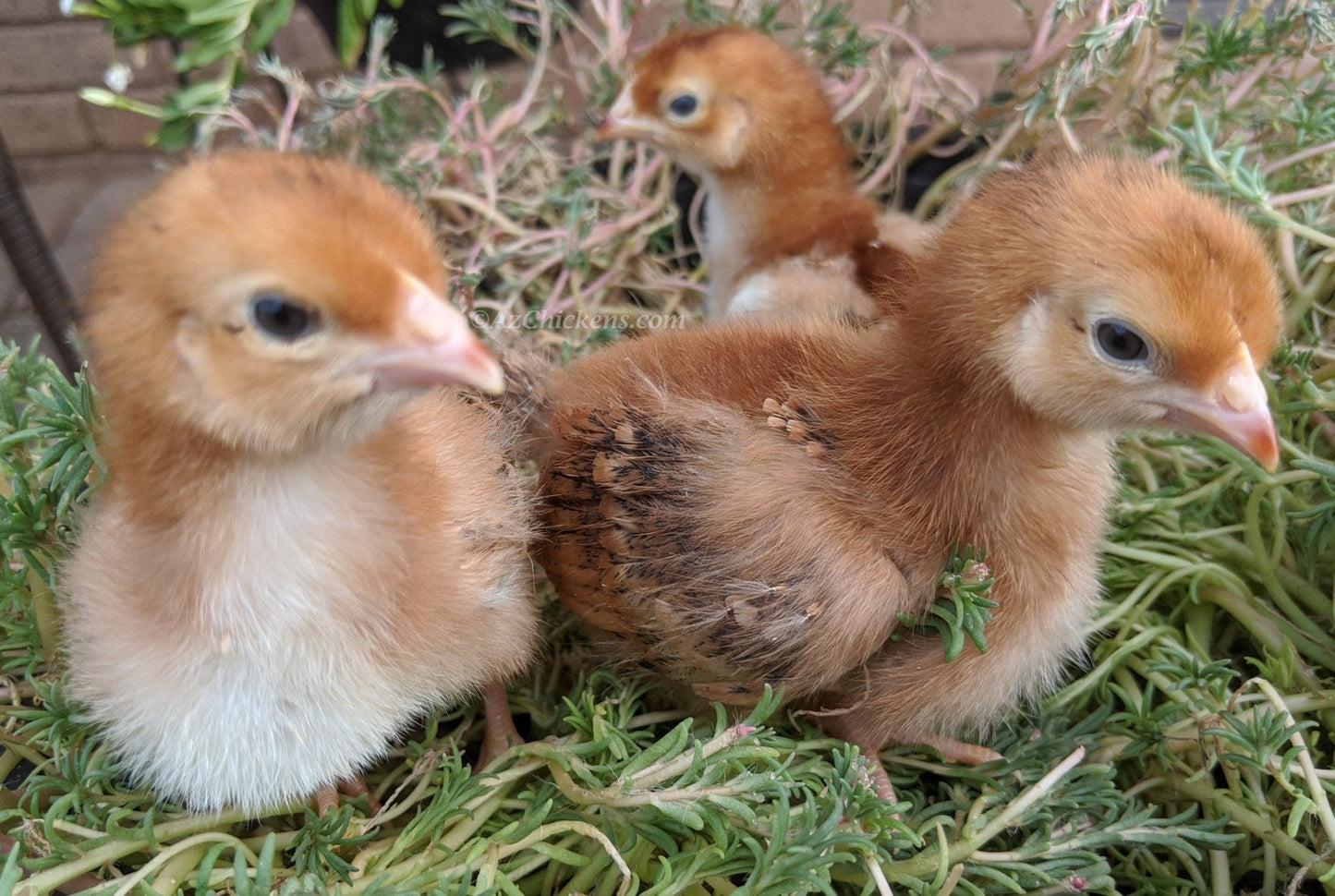 Rhode Island Red Chicks – Buy 10 + 5 Bonus Free (15 All-Female, Shipping Included) - Blessings Grow Meadows