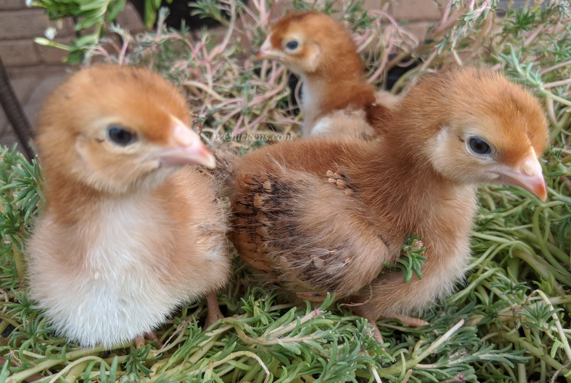 Rhode Island Red Chicks – Buy 10 + 5 Bonus Free (15 All-Female, Shipping Included) - Blessings Grow Meadows
