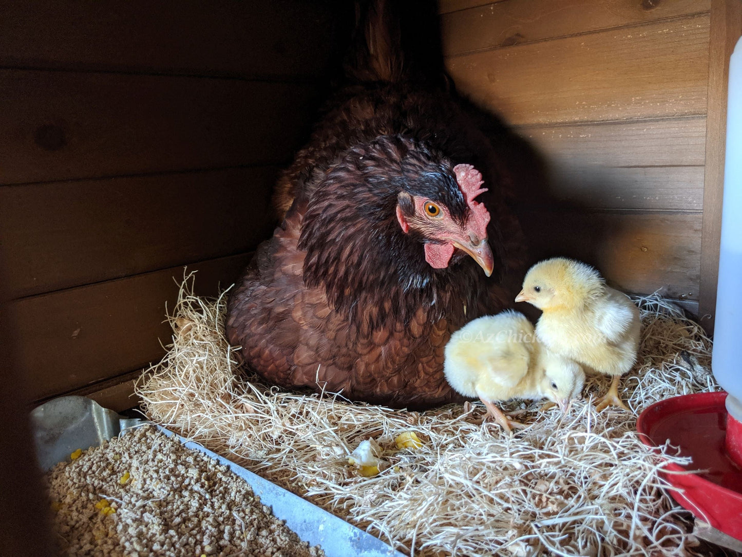 Rhode Island Red Chicks – Buy 10 + 5 Bonus Free (15 All-Female, Shipping Included) - Blessings Grow Meadows