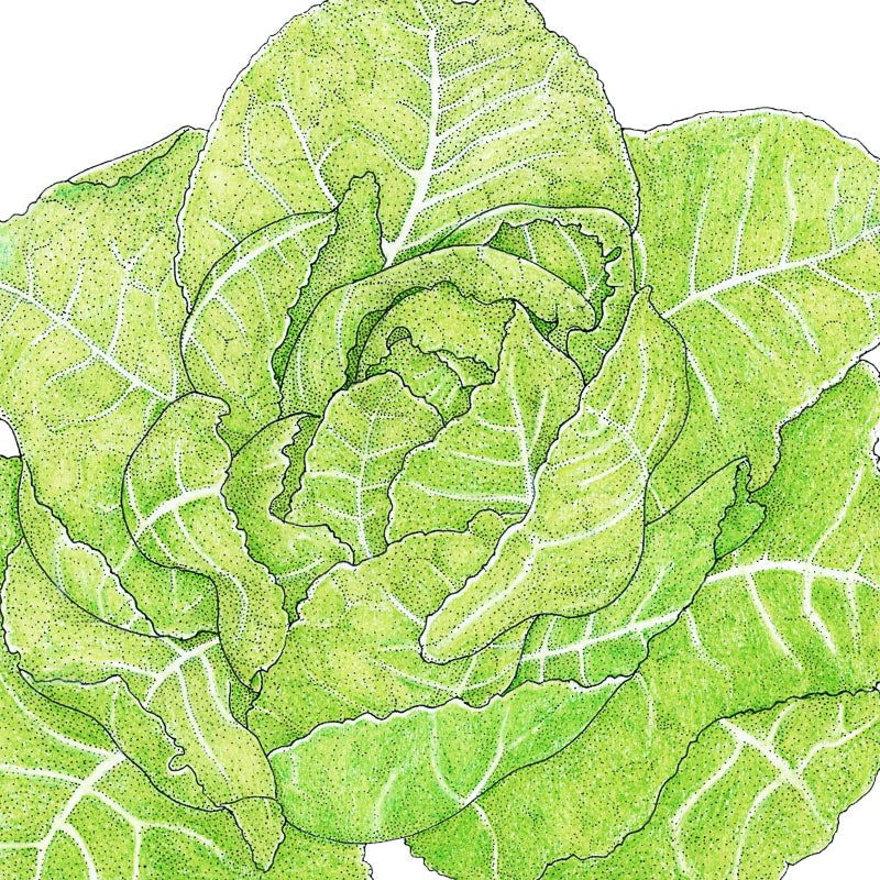 Romaine, Jericho Lettuce Seeds (Organic) - Blessings Grow Meadows