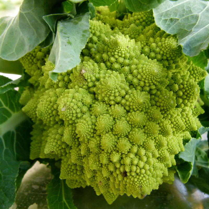 Romanesco Broccoli Seeds (Organic) - Blessings Grow Meadows