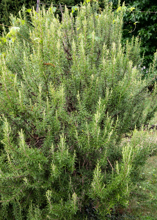 Fresh rosemary herb shrub by Sow Exotic, showcasing vibrant green, needle-like leaves perfect for culinary use and garden decor.