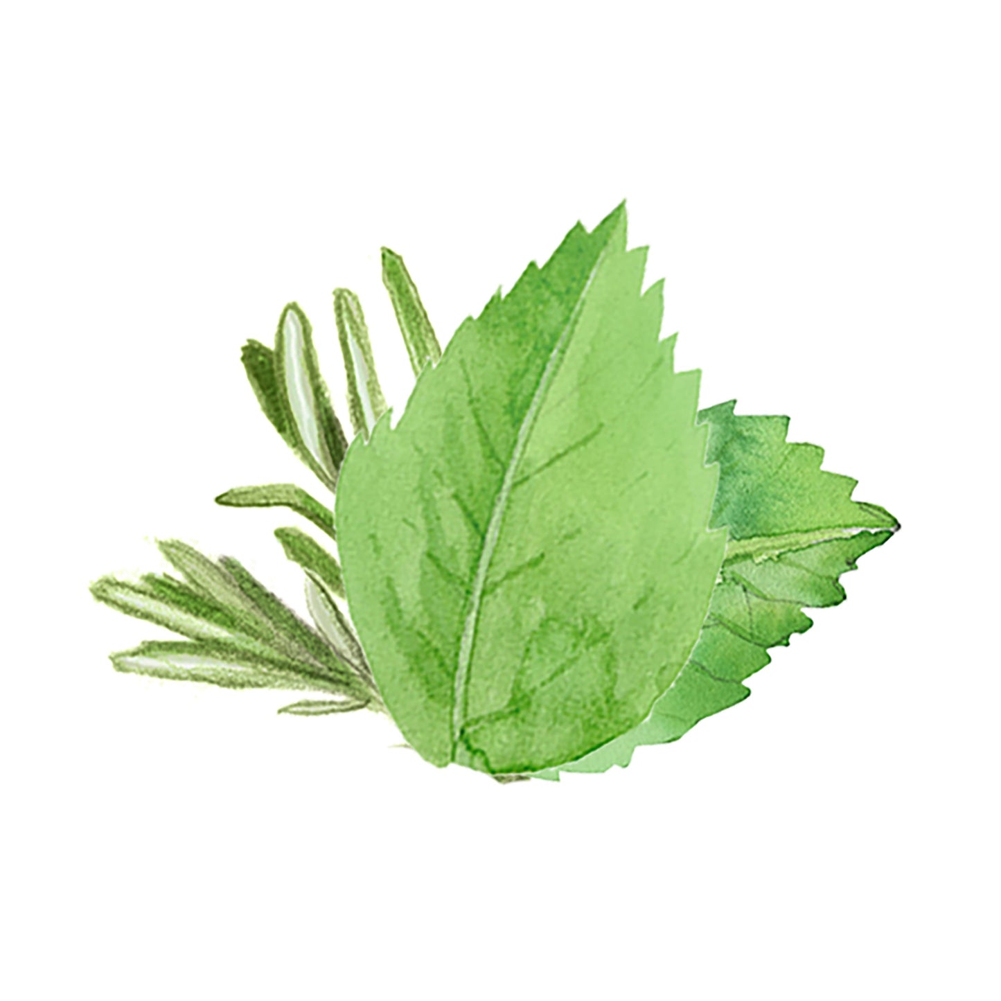 A watercolor of three green mint leaves and rosemary, set on a white background, perfectly captures the essence of Rustic Strengths Rosemary & Mint Essential Oil Blend. Ideal for aromatherapy or natural oil themes.