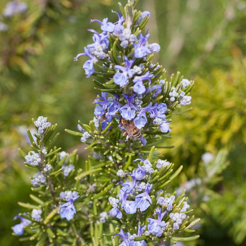 Rosemary Seeds (Organic) - Blessings Grow Meadows