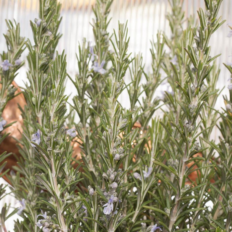 Rosemary Seeds (Organic) - Blessings Grow Meadows