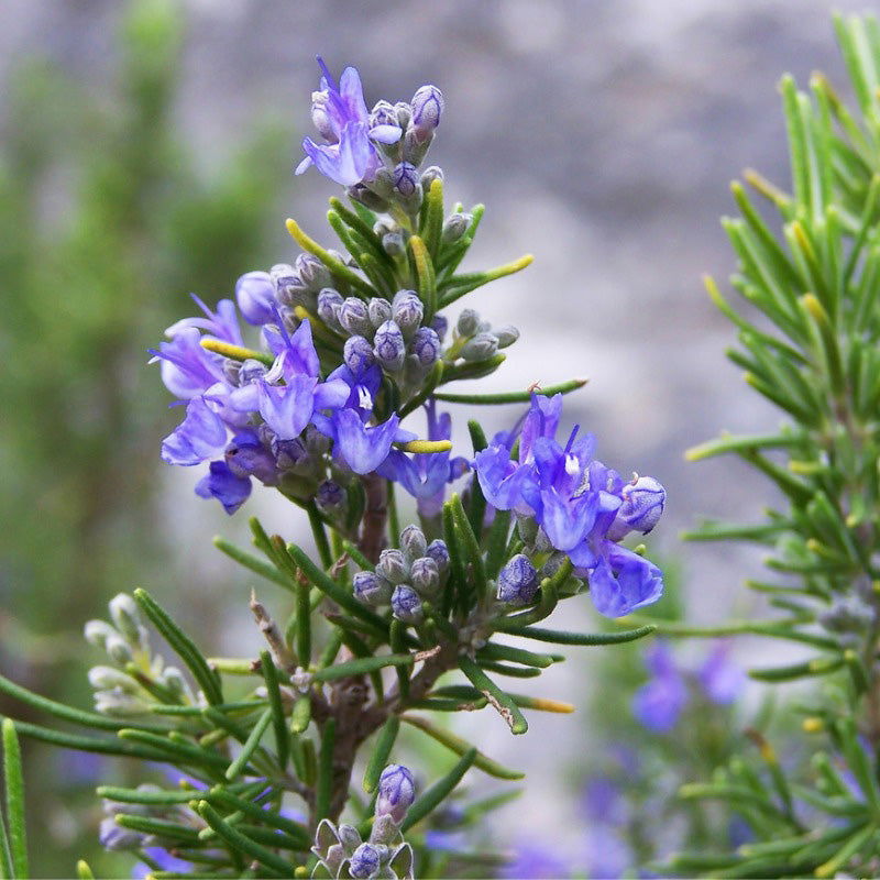 Rosemary Seeds (Organic) - Blessings Grow Meadows