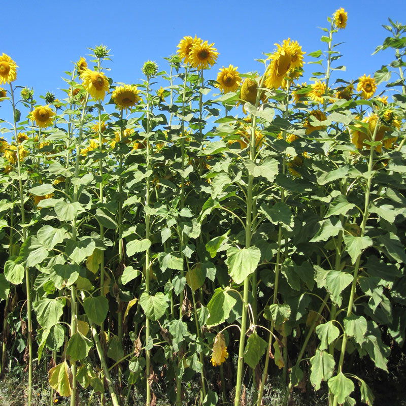 Russian Mammoth Sunflower Seeds (Organic) - Blessings Grow Meadows