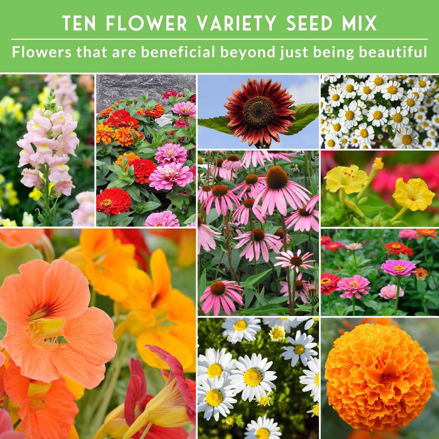 10-Variety Heirloom Flower Seed Collection – Non-GMO Annuals & Perennials for Colorful, Pollinator-Friendly Gardens - SurvivalGardenSeeds ~ Blessings Grow Meadows