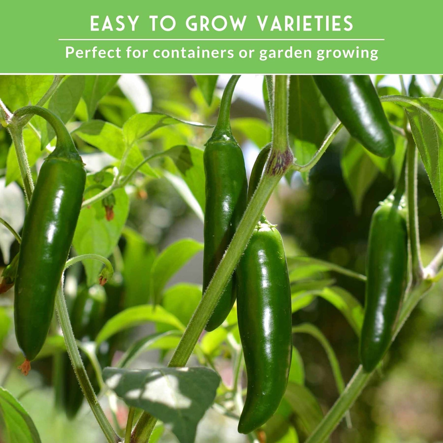 Heirloom non-GMO pepper seed collection including hot and sweet peppers for gardening, salsas, and roasting from SurvivalGardenSeeds.