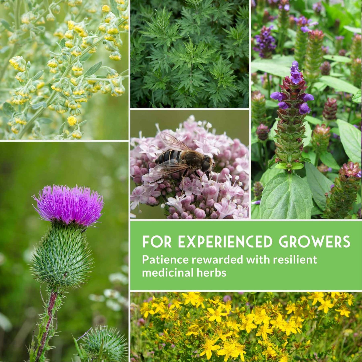 Herbalist Bundle with 8 varieties of heirloom perennial and biennial herb seeds from SurvivalGardenSeeds for advanced apothecary gardens.
