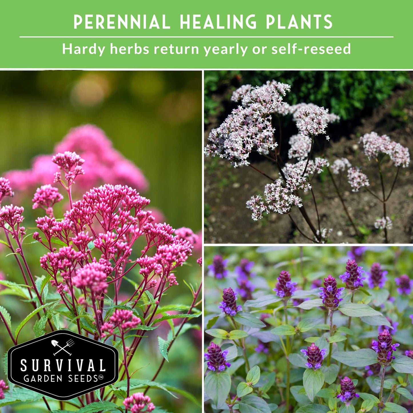 Herbalist Bundle of 8 heirloom perennial and biennial herb seeds for advanced apothecary gardens, by SurvivalGardenSeeds.