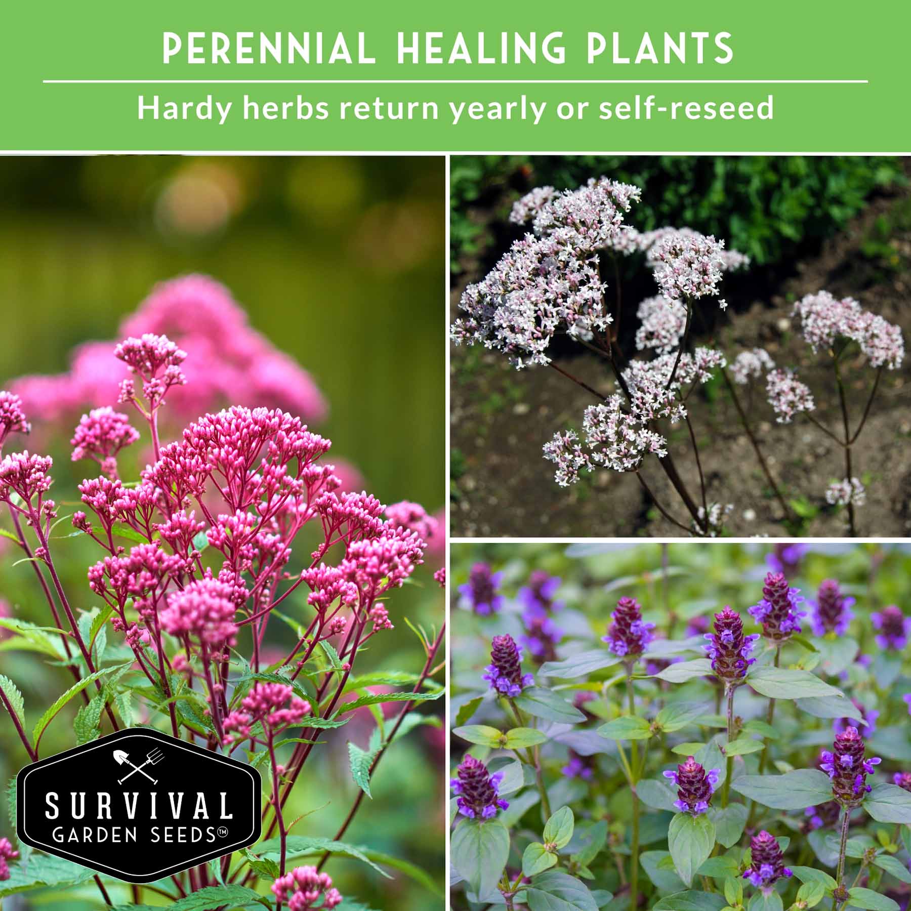 Herbalist Bundle of 8 heirloom perennial and biennial herb seeds for advanced apothecary gardens, by SurvivalGardenSeeds.