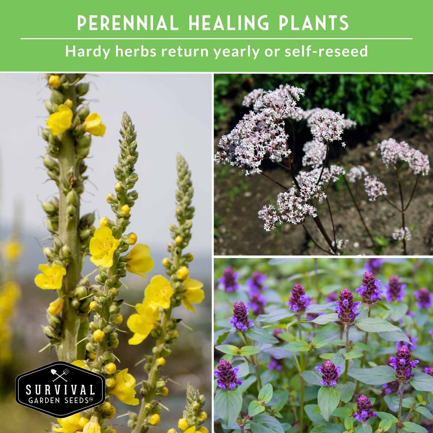 Herbalist Bundle – 8-Varieties of Heirloom Perennial & Biennial Healing Plants for Advanced Apothecary Gardens - SurvivalGardenSeeds ~ Blessings Grow Meadows