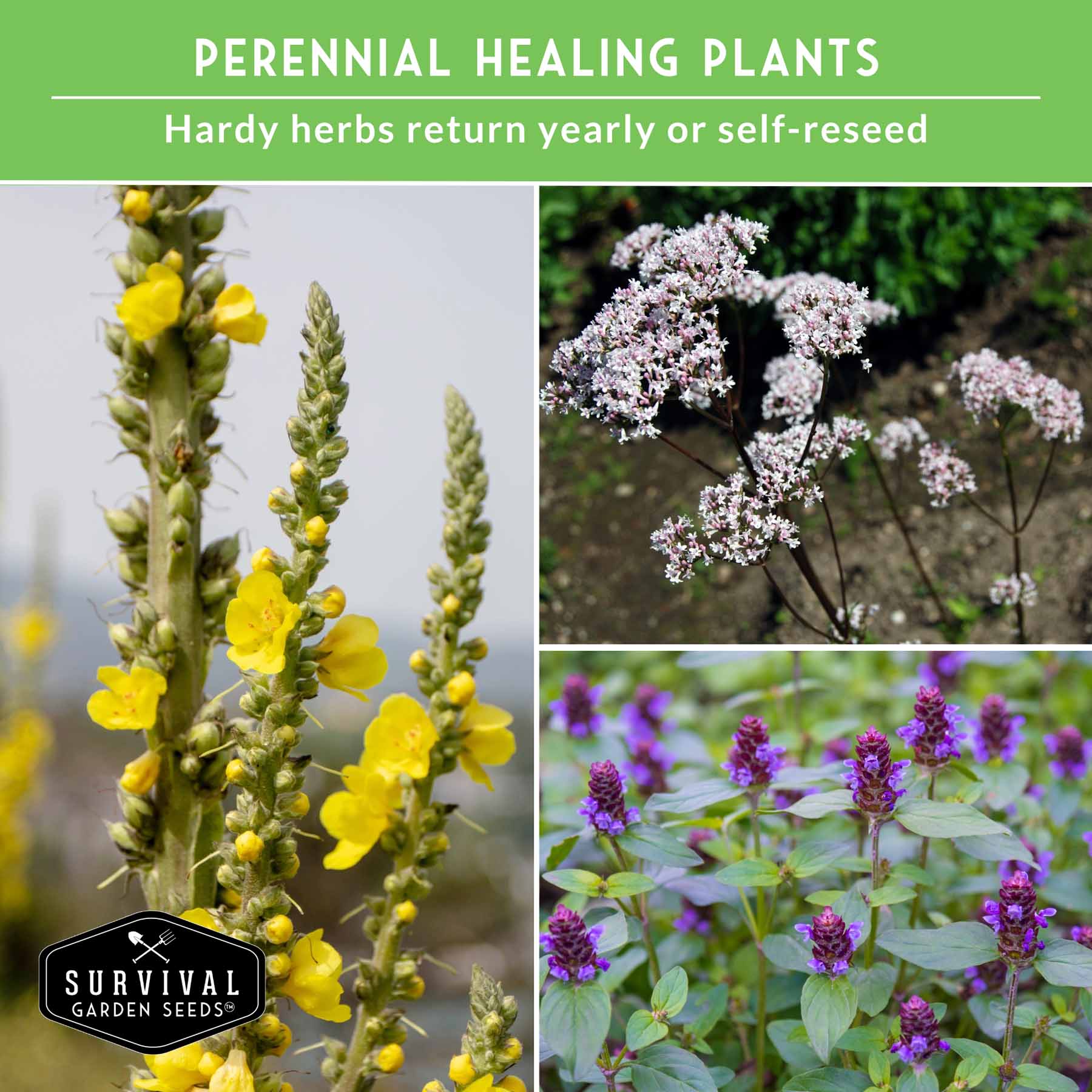 Herbalist Bundle – 8-Varieties of Heirloom Perennial & Biennial Healing Plants for Advanced Apothecary Gardens - SurvivalGardenSeeds ~ Blessings Grow Meadows