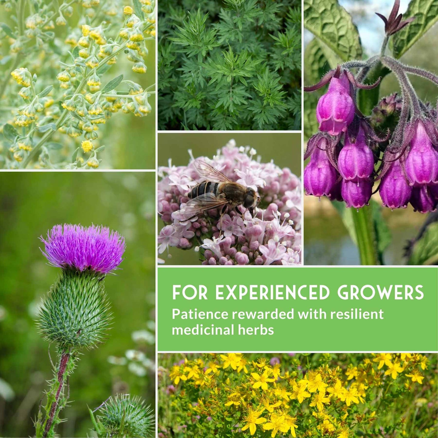 Herbalist Bundle – 8-Varieties of Heirloom Perennial & Biennial Healing Plants for Advanced Apothecary Gardens - SurvivalGardenSeeds ~ Blessings Grow Meadows