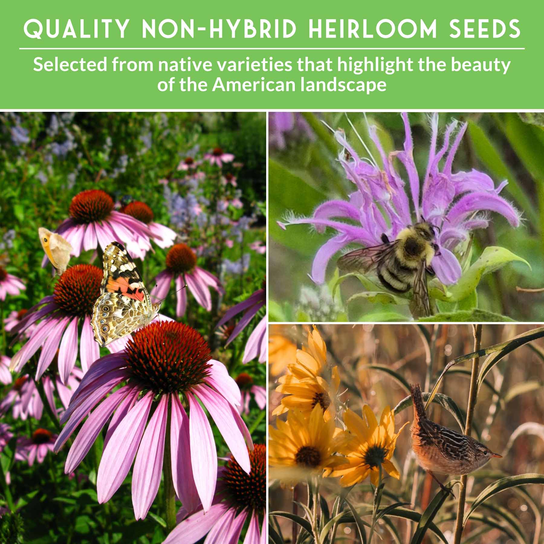 Native Habitat Seed Collection – 24 Native Wildflowers & Grasses for Pollinators, Meadows & Low-Maintenance Landscapes - SurvivalGardenSeeds ~ Blessings Grow Meadows