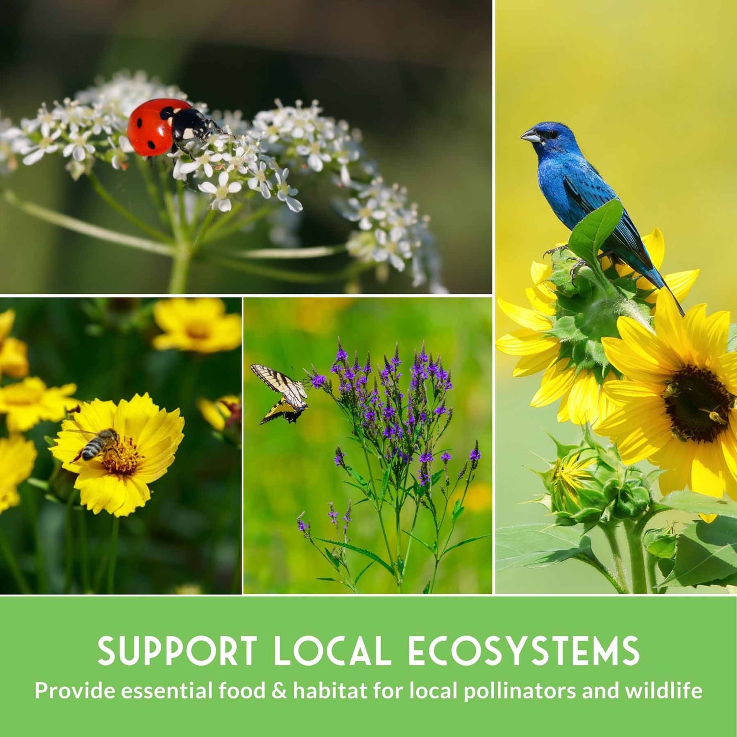 Native Habitat Seed Collection – 24 Native Wildflowers & Grasses for Pollinators, Meadows & Low-Maintenance Landscapes - SurvivalGardenSeeds ~ Blessings Grow Meadows