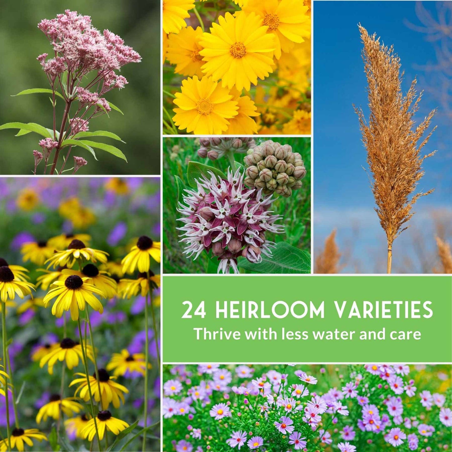 Native Habitat Seed Collection – 24 Native Wildflowers & Grasses for Pollinators, Meadows & Low-Maintenance Landscapes - SurvivalGardenSeeds ~ Blessings Grow Meadows