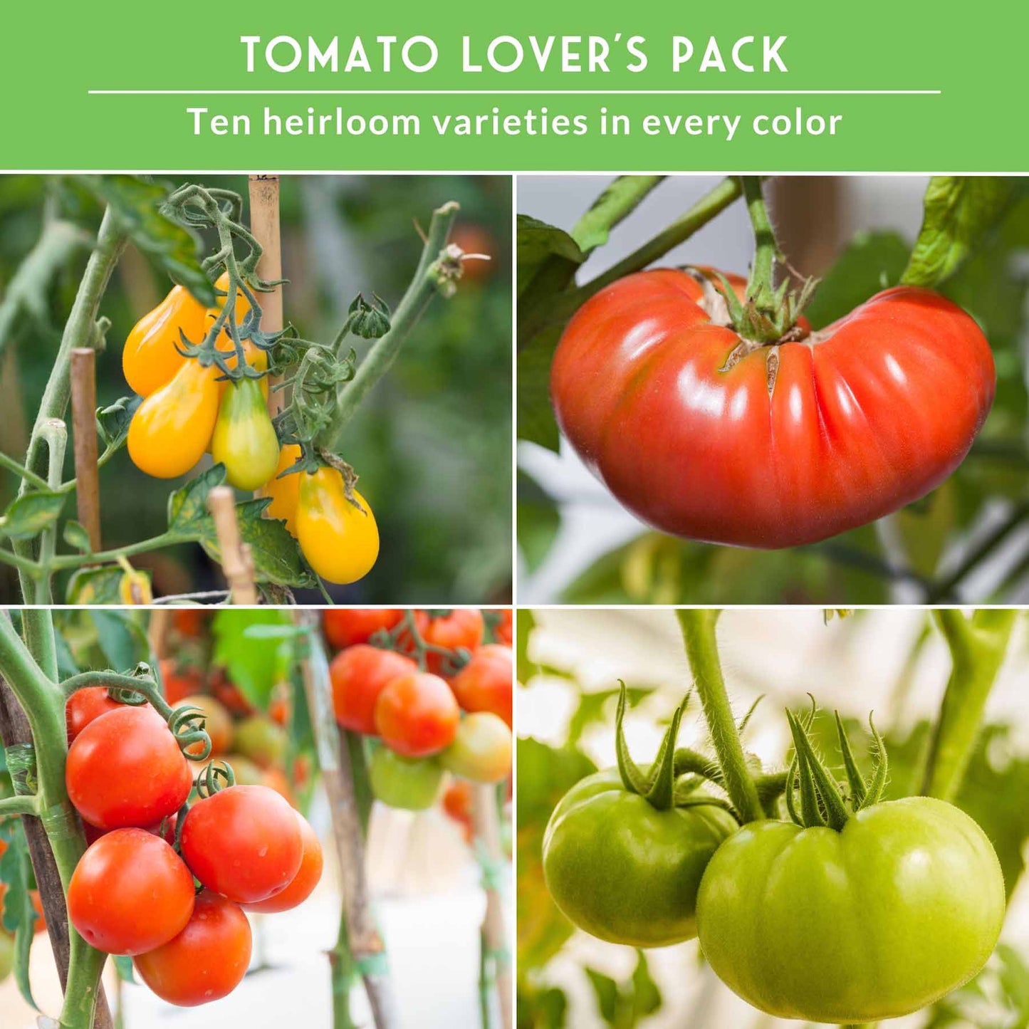 10 heirloom and garden favorite tomato seeds from SurvivalGardenSeeds, perfect for slicing, sauces, canning, and fresh eating.
