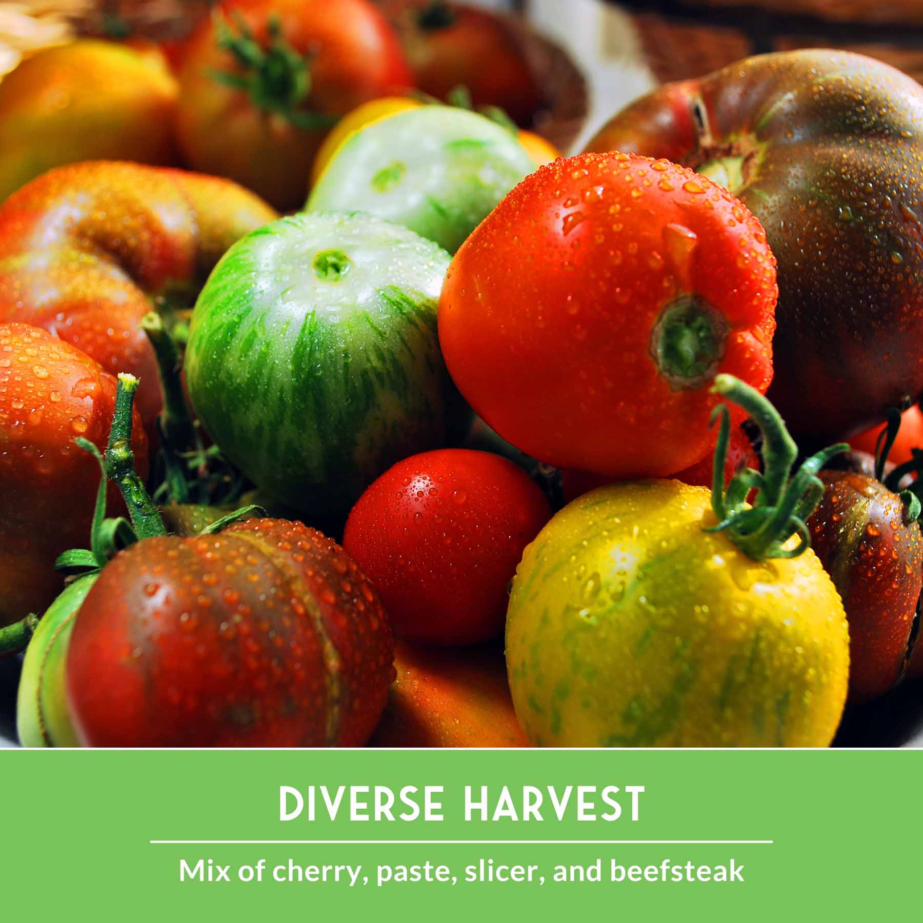 10 tomato seed packets from SurvivalGardenSeeds, featuring heirloom and garden favorites for slicing, sauces, canning, and fresh eating.