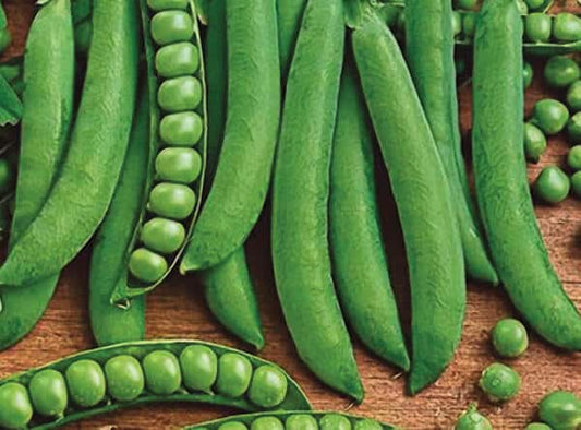 Green Arrow Pea Seeds - Blessings Grow Meadows