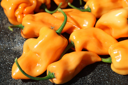 Chichen Itza Hybrid Pepper Seeds - Blessings Grow Meadows
