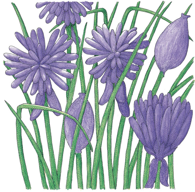 Illustration of organic chive flowers with elongated petals and buds, surrounded by green stems and leaves. These blooms from Grow Organic's Certified Organic Chives Seeds are in various stages of bloom, set against a white background.