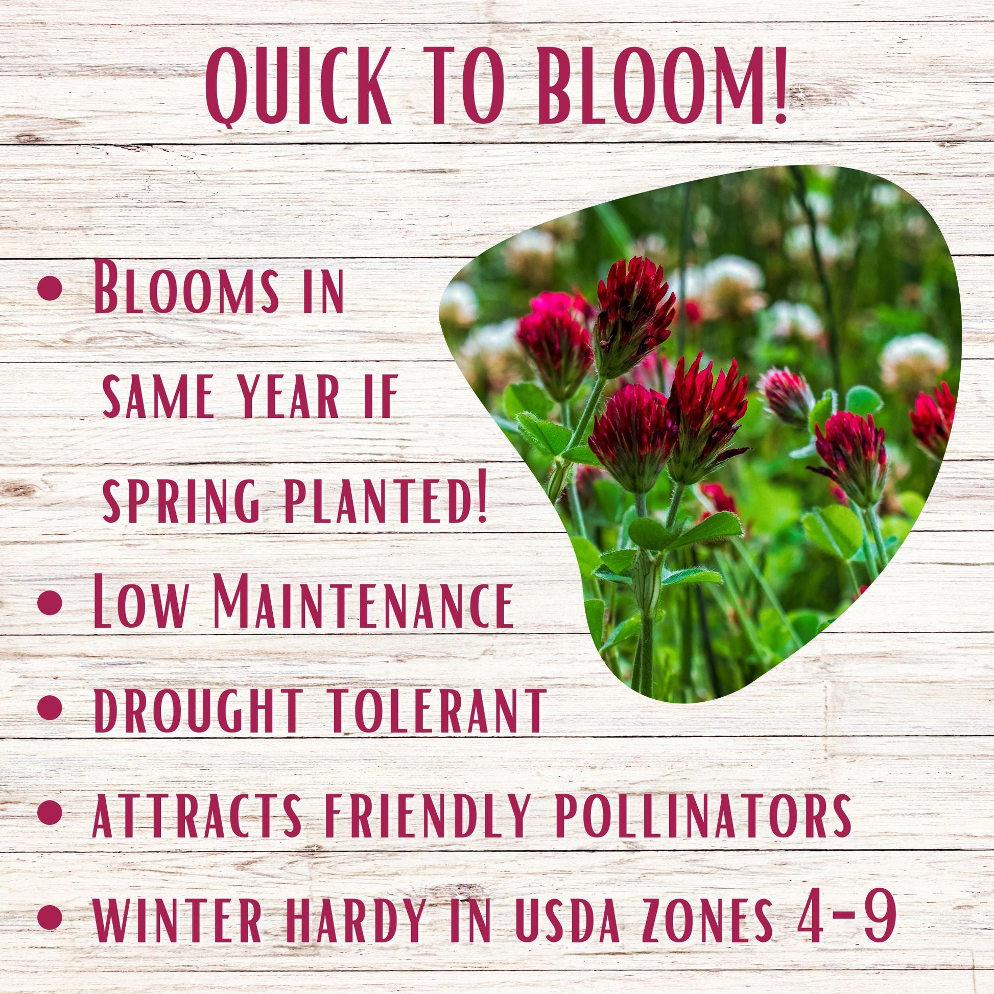 Speedy Bee Lawn Eco-Spread Carton - Blessings Grow Meadows