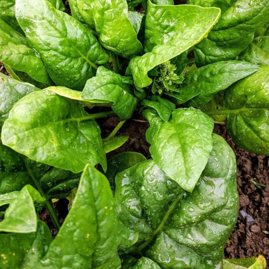 Butterflay Spinach - Blessings Grow Meadows
