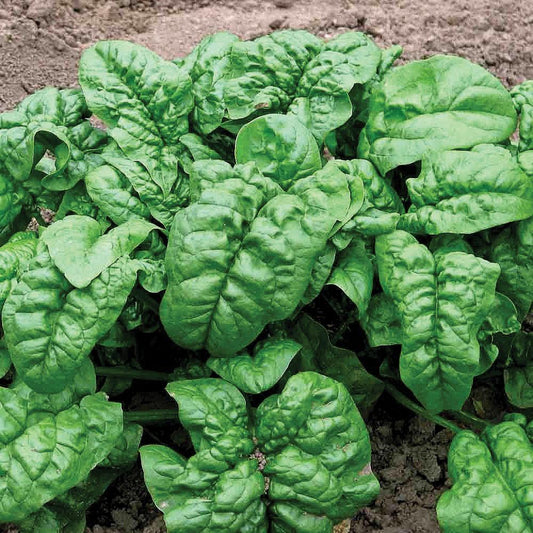 Giant Nobel Spinach - Blessings Grow Meadows