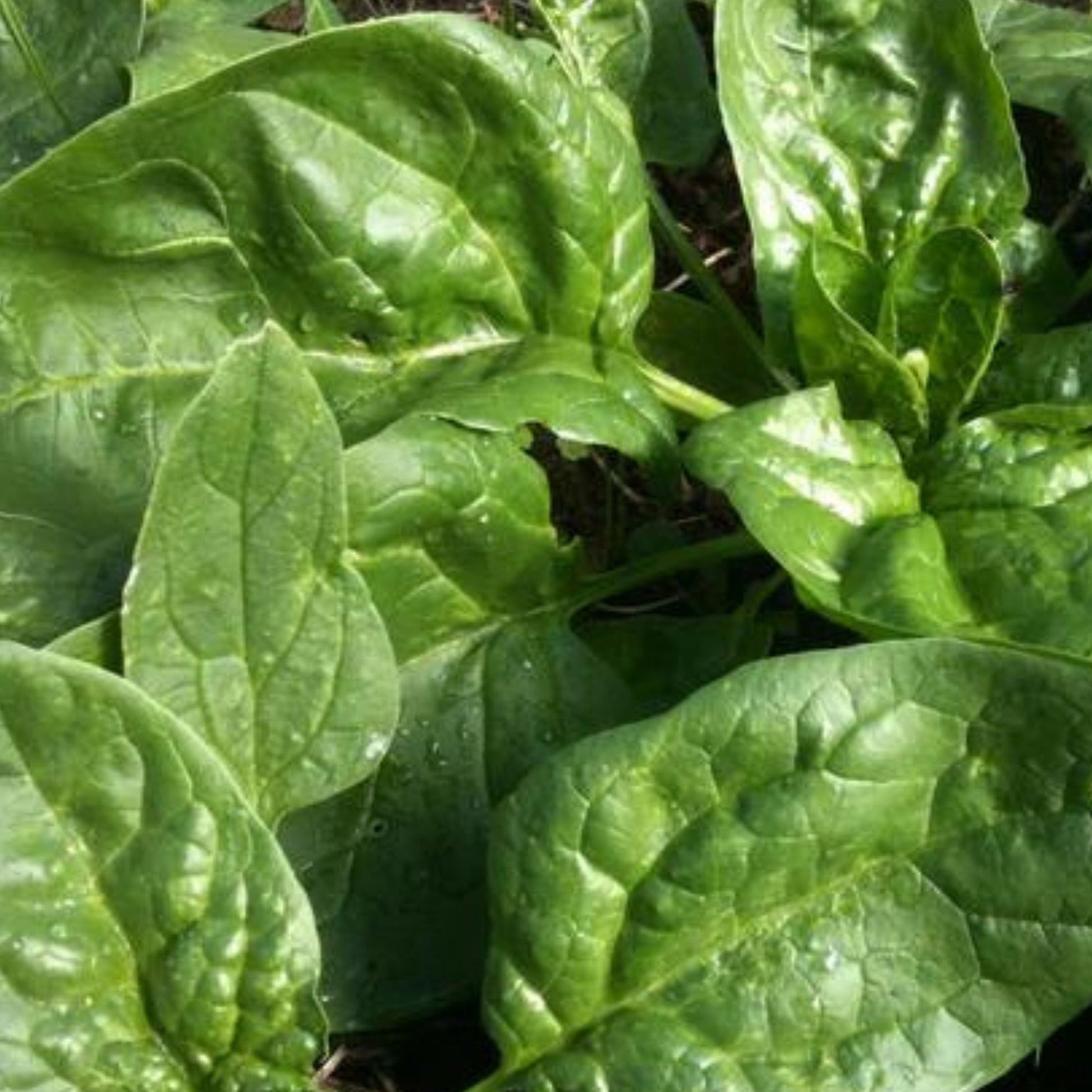 Winter Giant Spinach - Blessings Grow Meadows